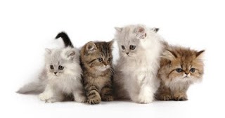 What is the life span of a Persian cat?